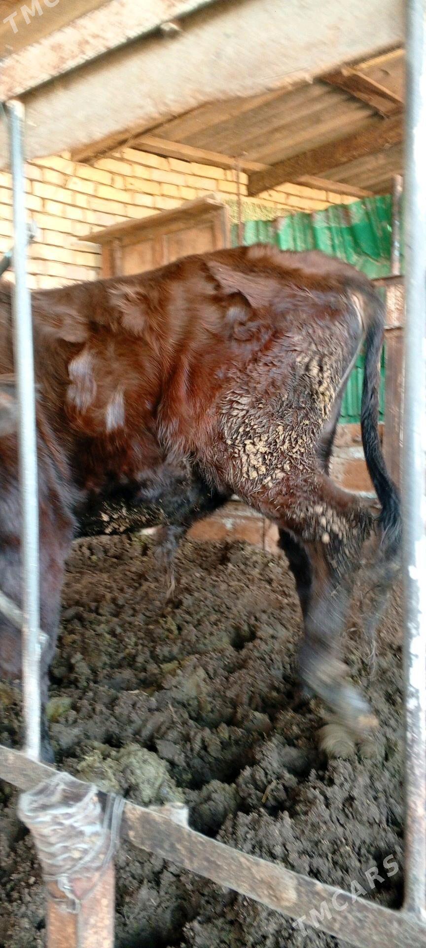 Bakylan öküz - Mary - img 5