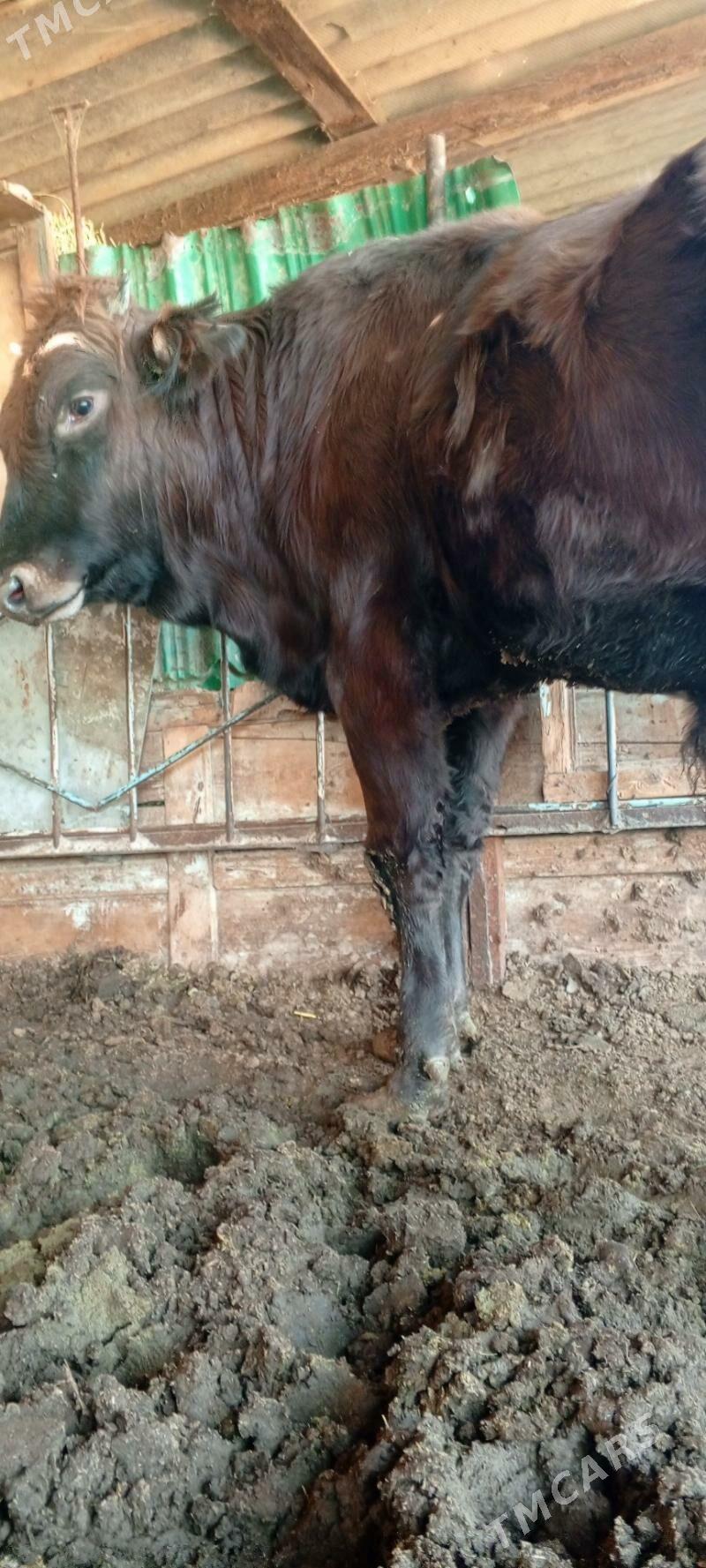 Bakylan öküz - Mary - img 2