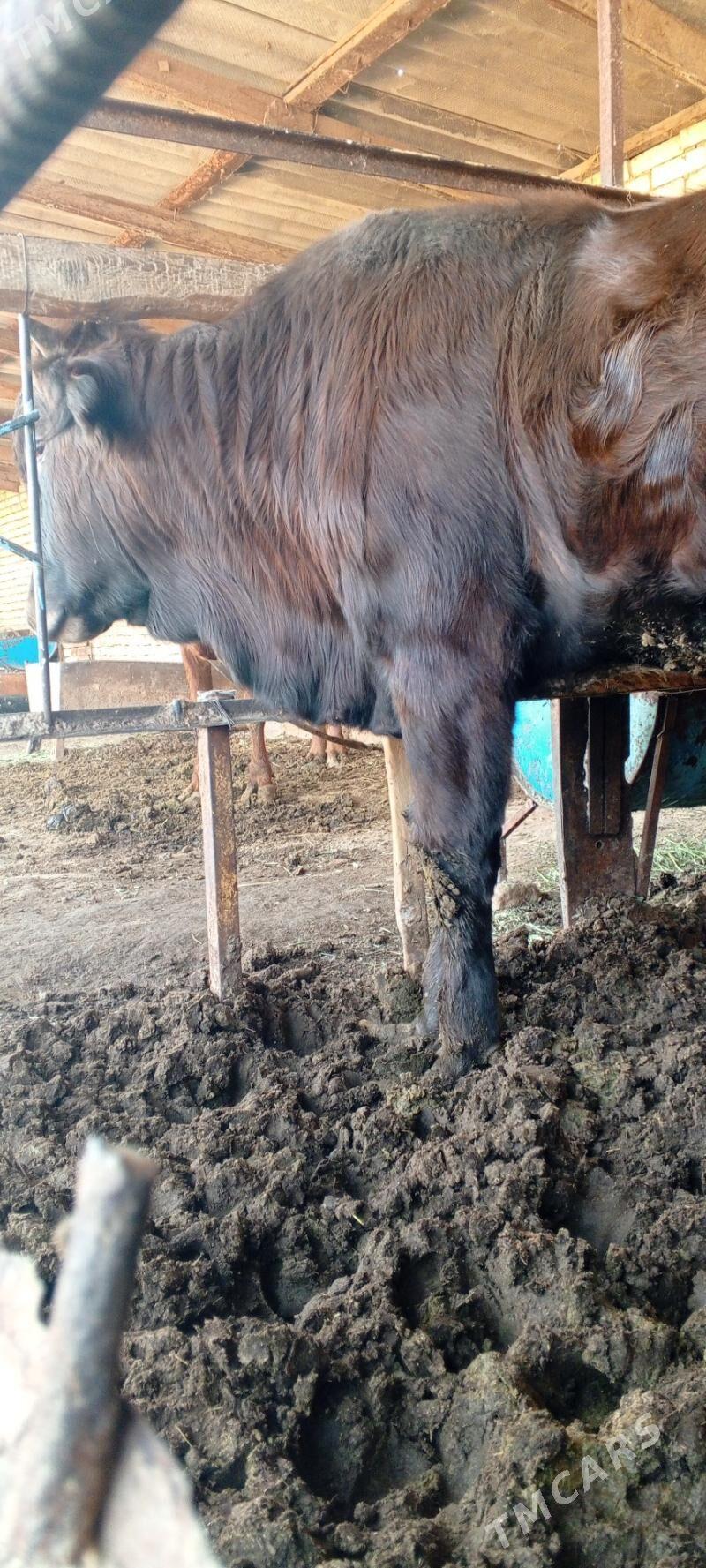 Bakylan öküz - Mary - img 1