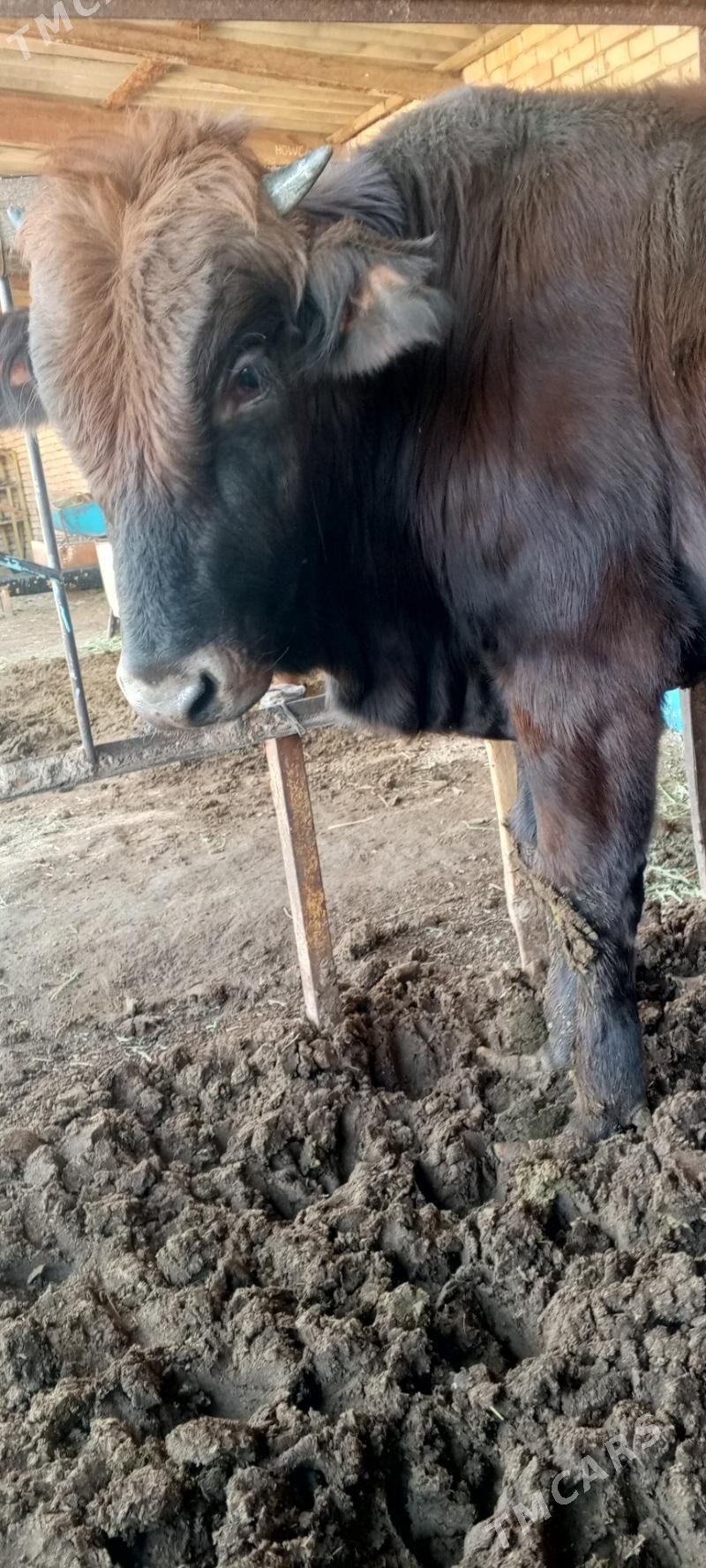 Bakylan öküz - Mary - img 3