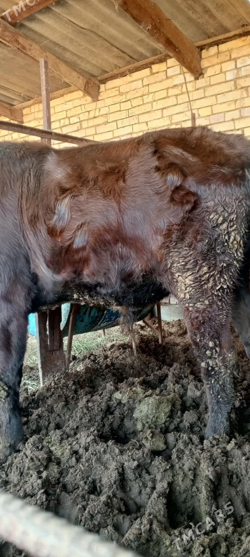 Bakylan öküz - Mary - img 4