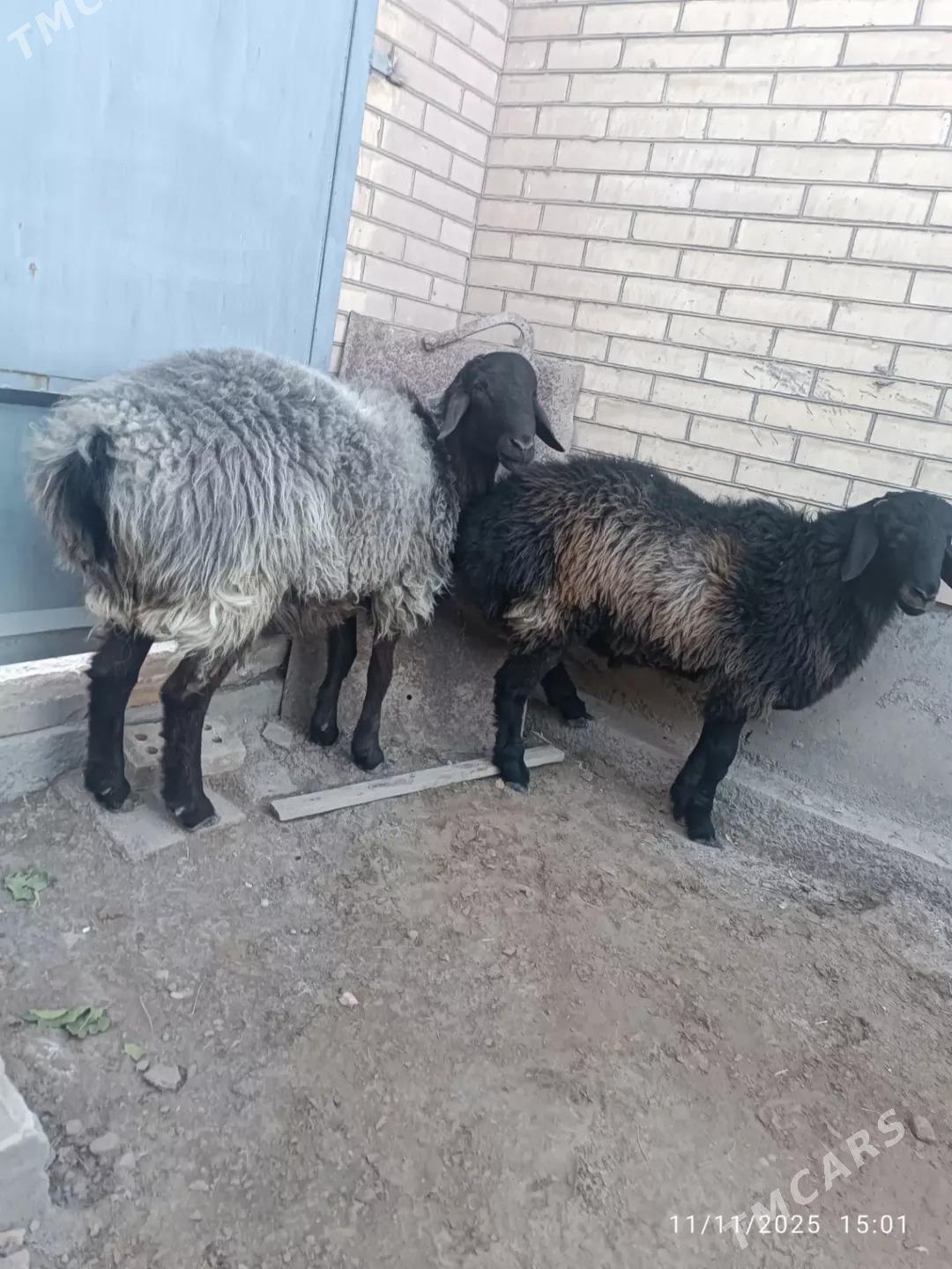 kockar - Туркменабат - img 2