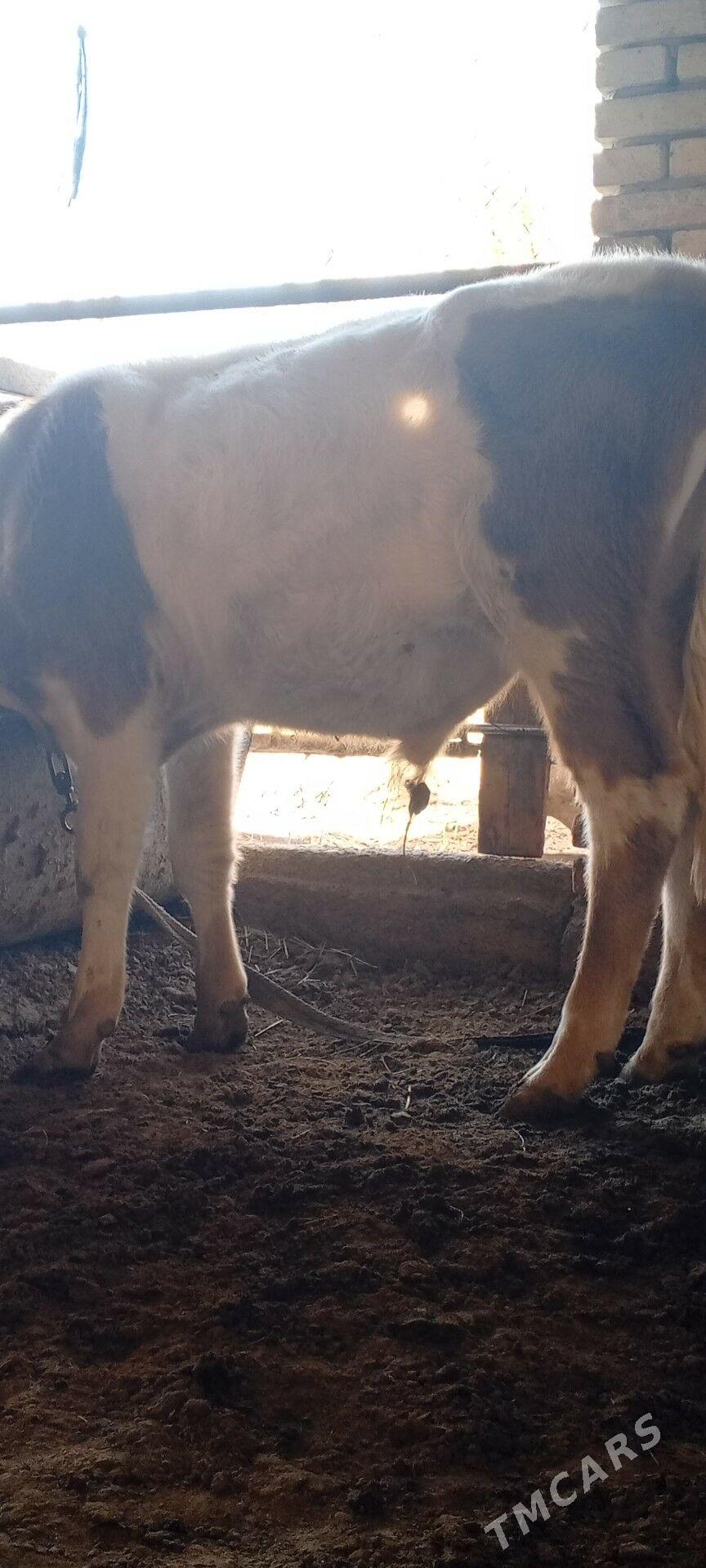 Öküz - Mary - img 4