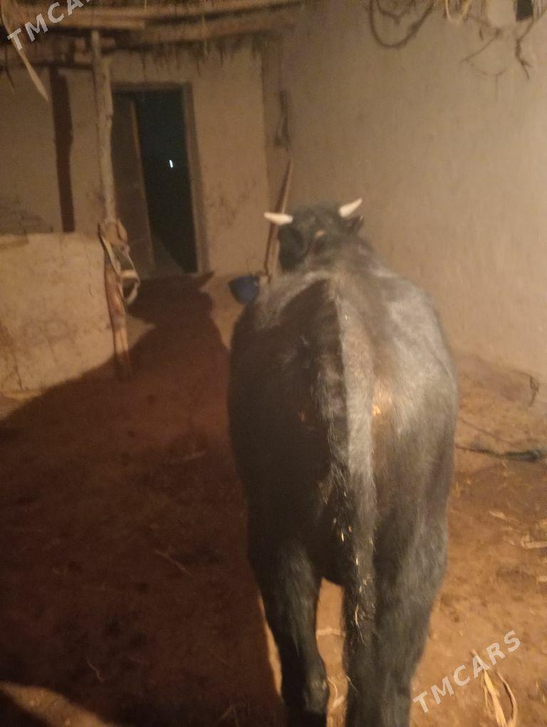 окиз - Şabat etr. - img 2