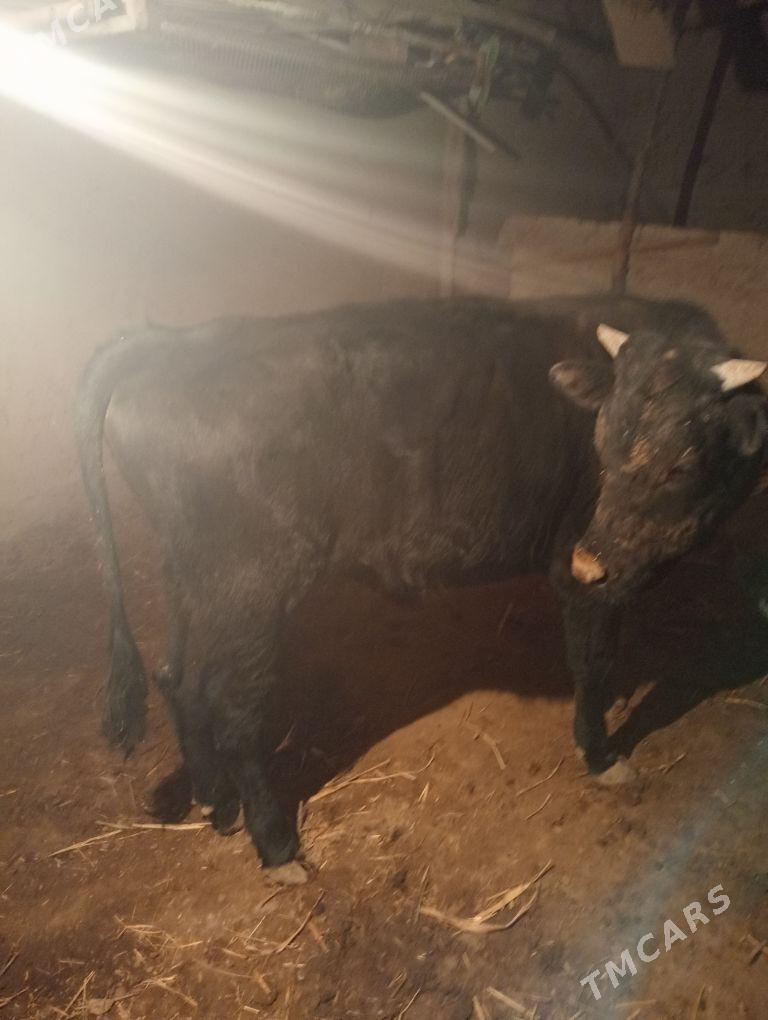 окиз - Şabat etr. - img 3