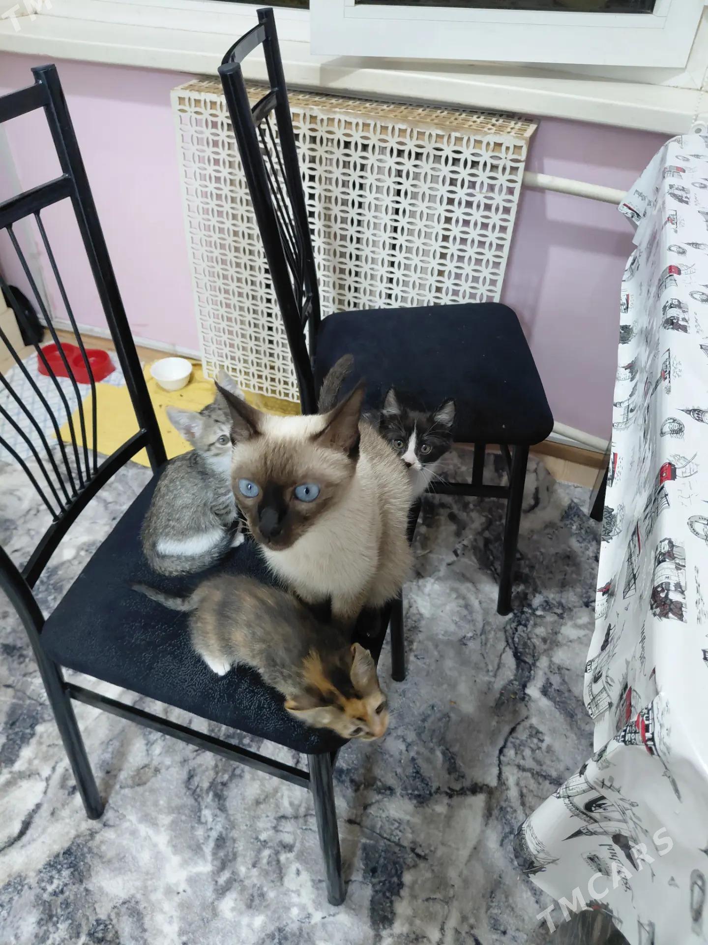 В ДОБРЫЕ РУКИ - Türkmenabat - img 1