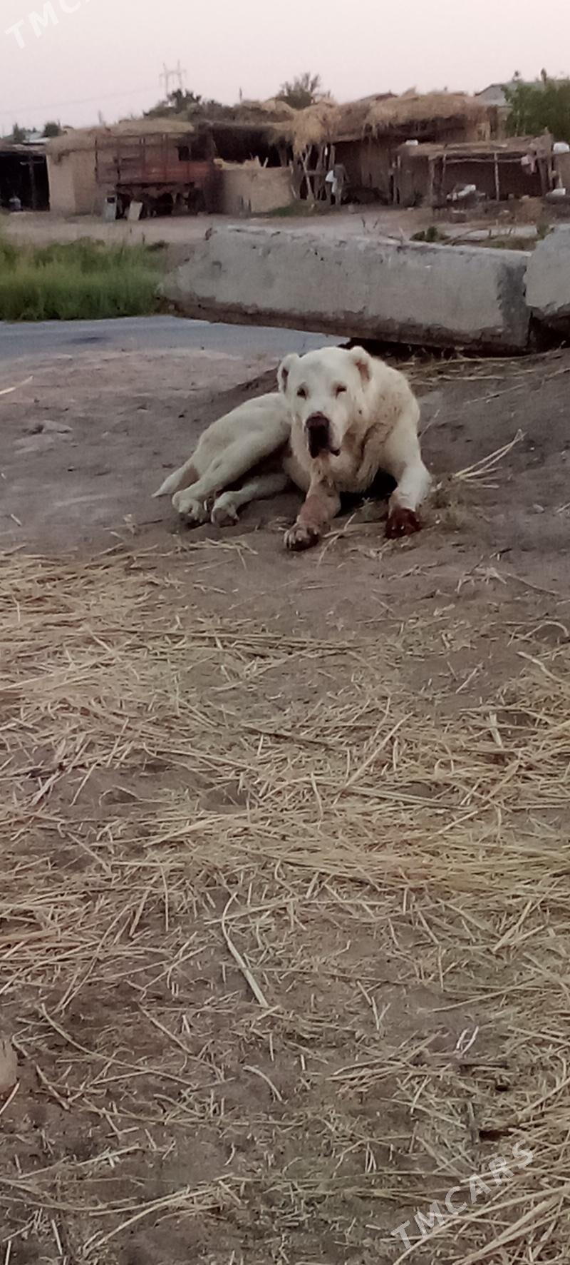 Ak Peleň - Фарап - img 1