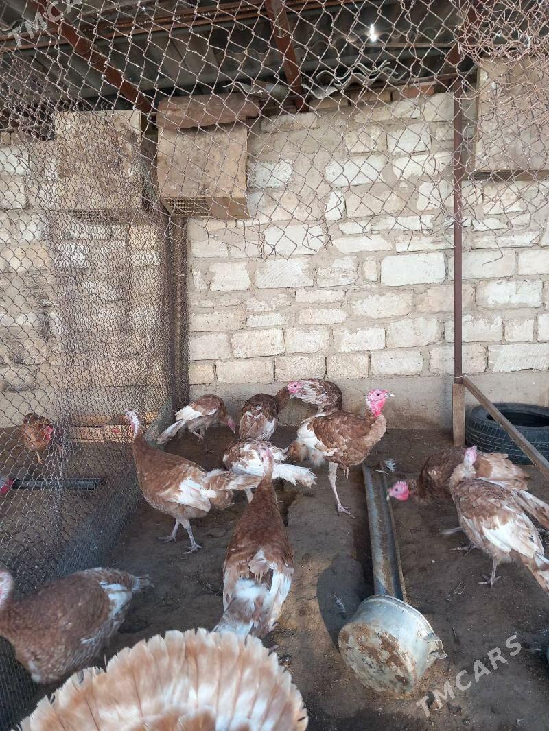 indyuk owgan - Балканабат - img 1