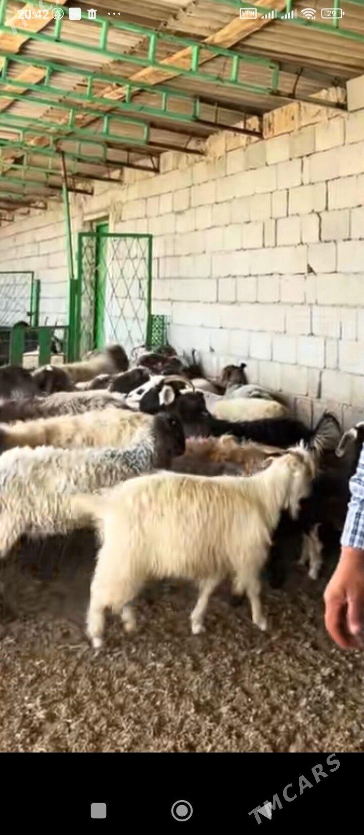 goyunlar - Улица Г. Кулиева (Объездная) - img 2