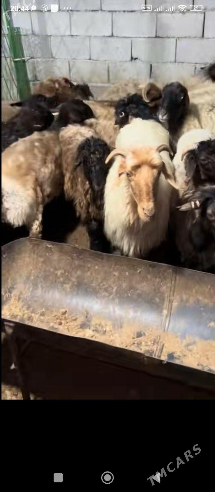 goyunlar - Улица Г. Кулиева (Объездная) - img 1