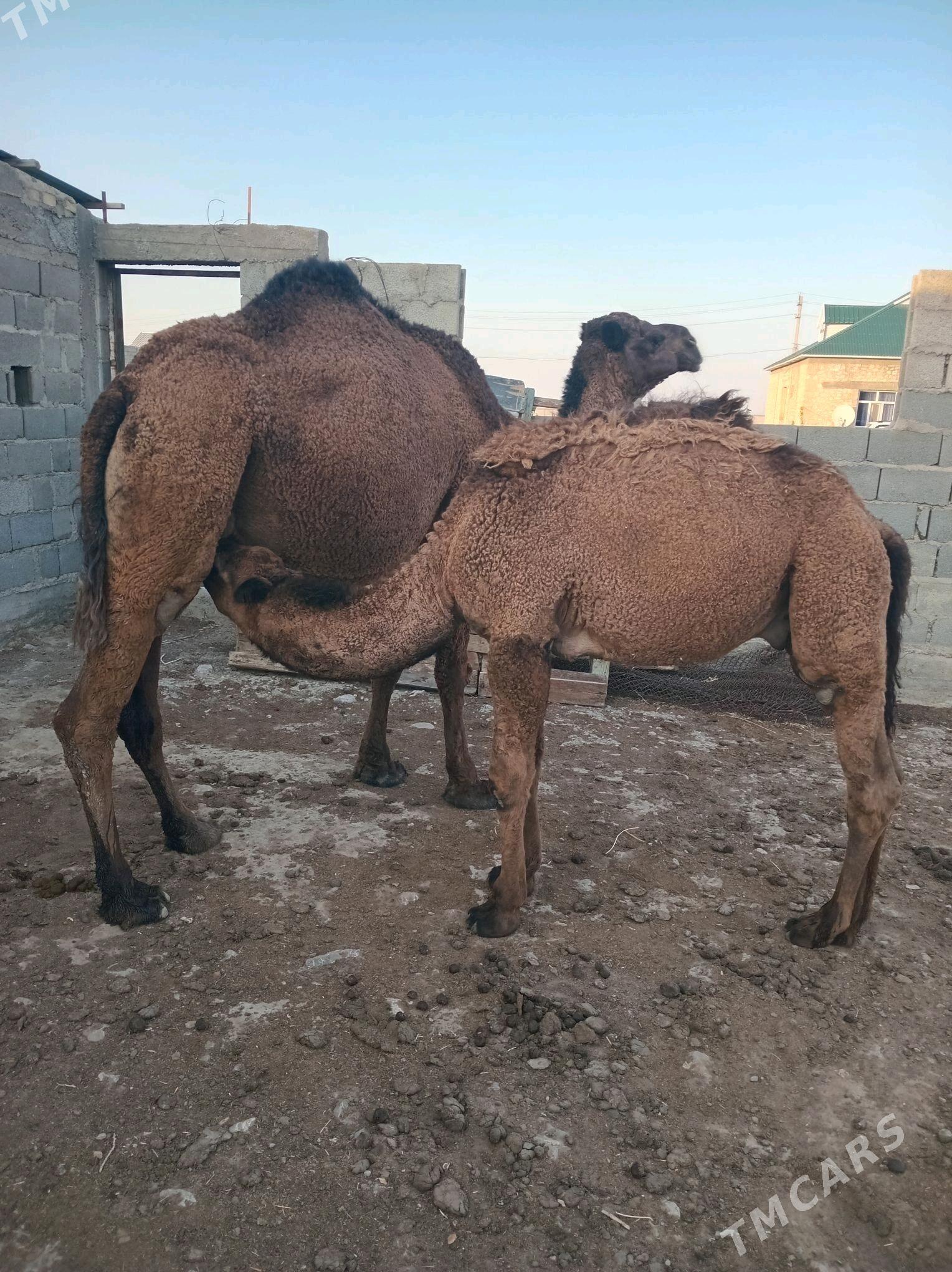 Torumly düÿe - Гызыларбат - img 2