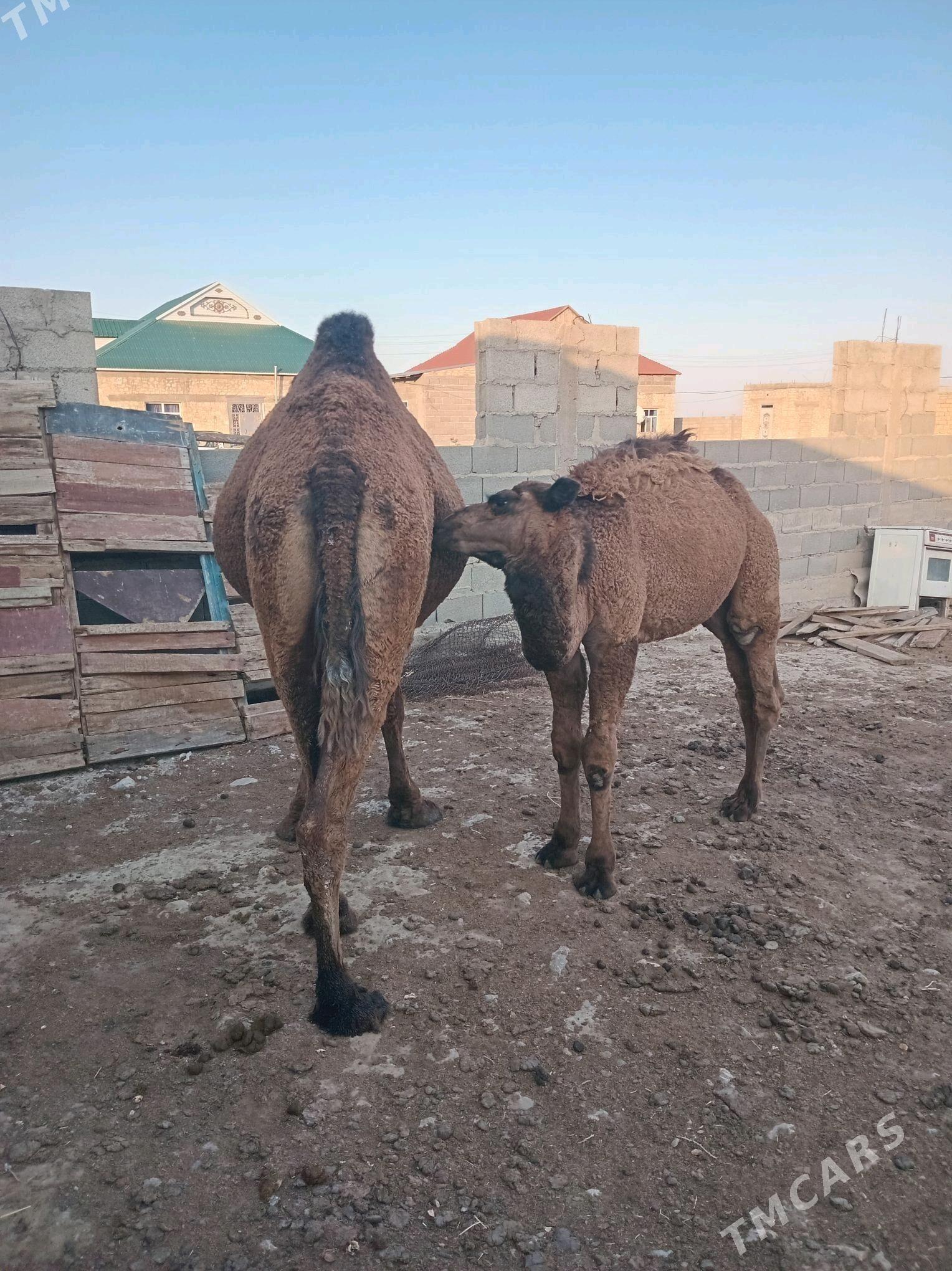 Torumly düÿe - Гызыларбат - img 1