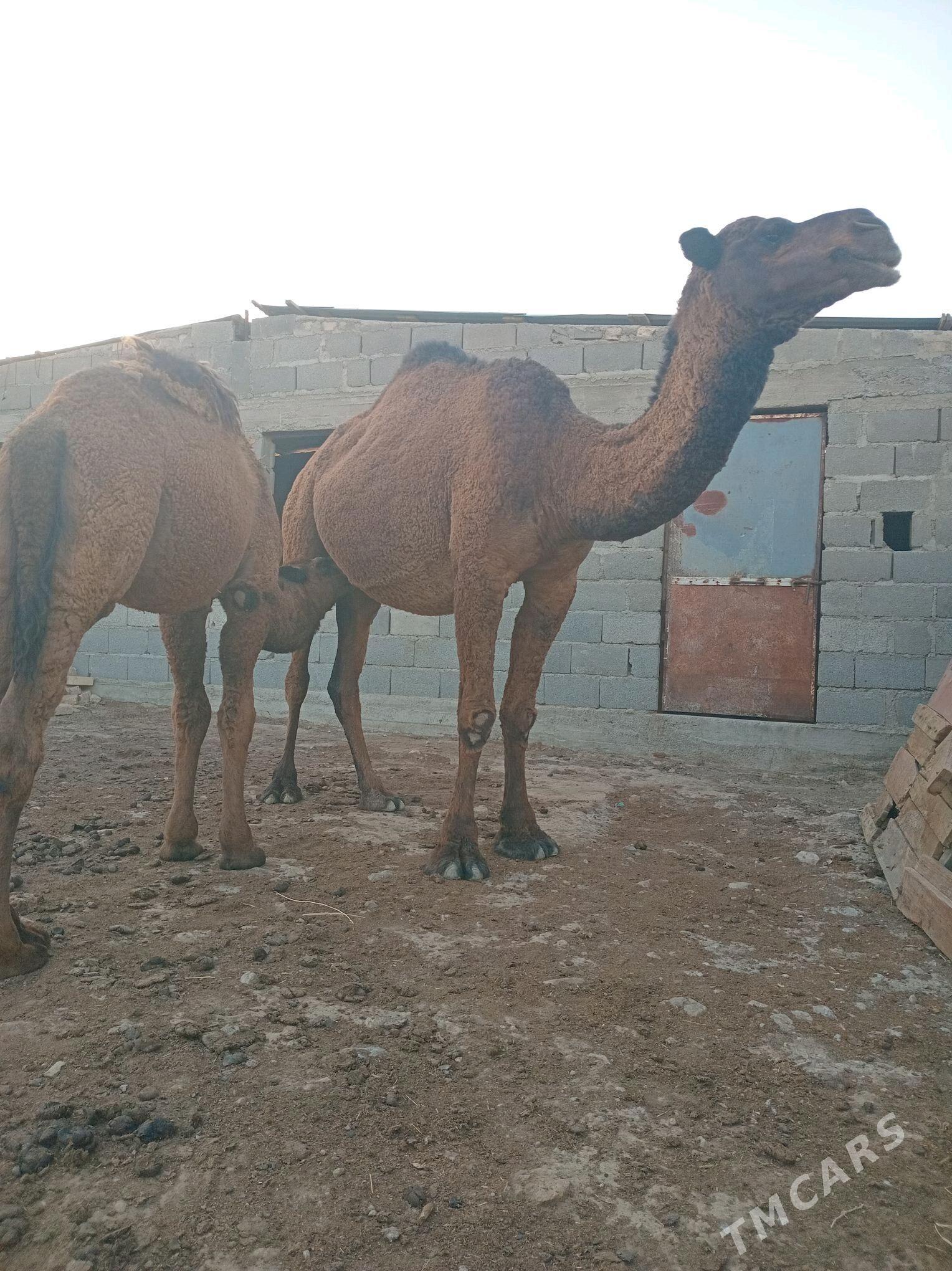 Torumly düÿe - Гызыларбат - img 3