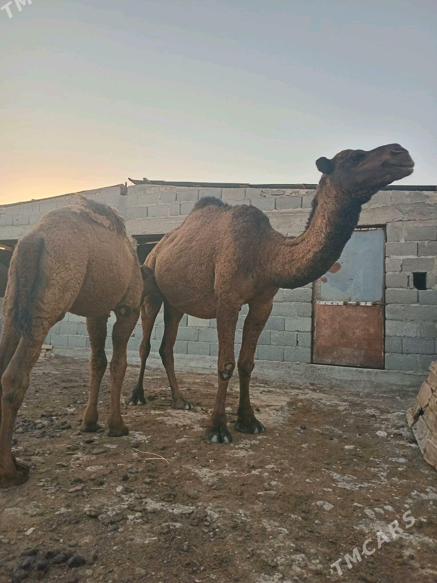 Torumly düÿe - Гызыларбат - img 5