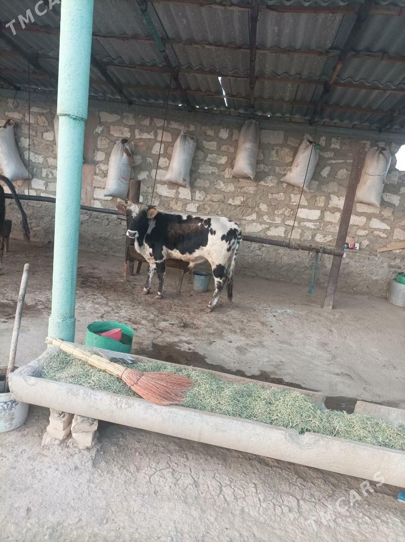 окуз - Bereket - img 2