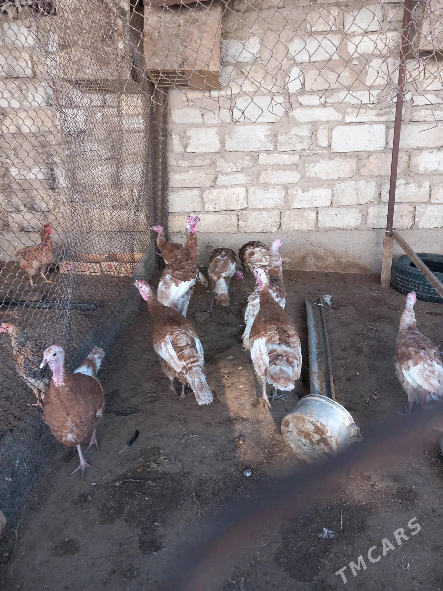 indyuk owgan - Балканабат - img 2