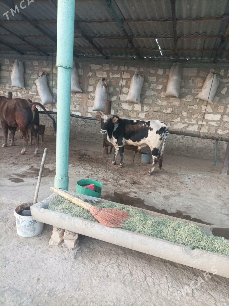 окуз - Bereket - img 1