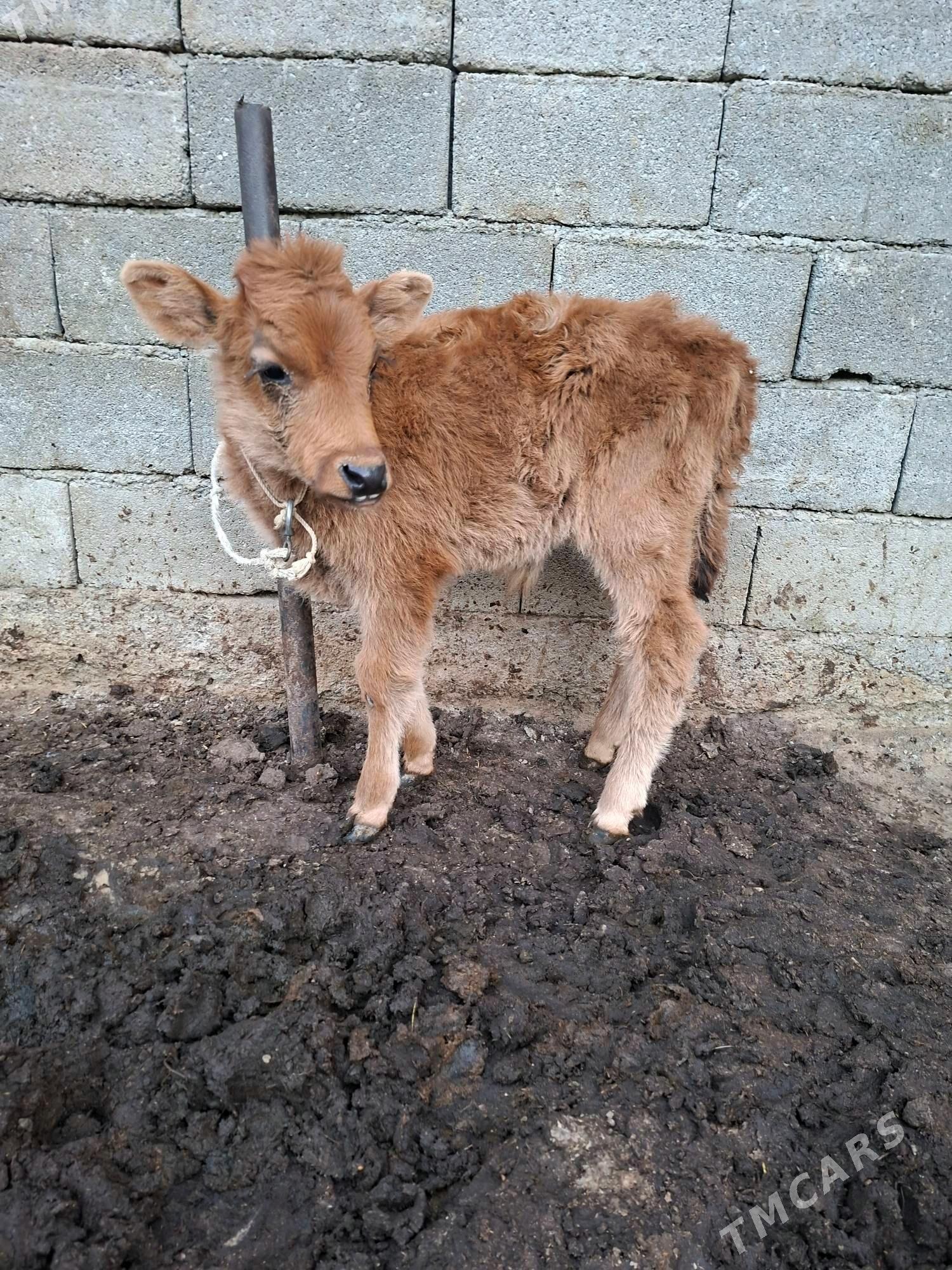 okuzçe - Garadamak Şor - img 2