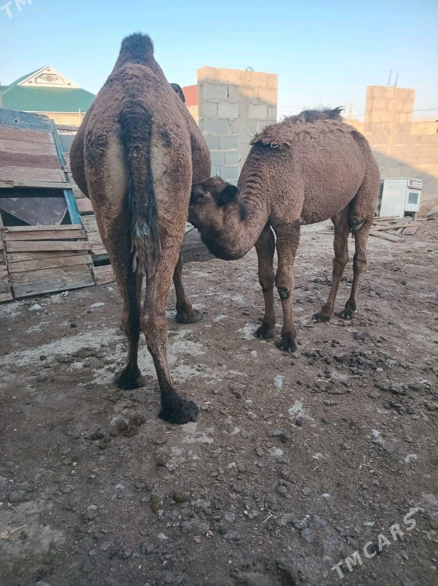 Torumly düÿe - Гызыларбат - img 6