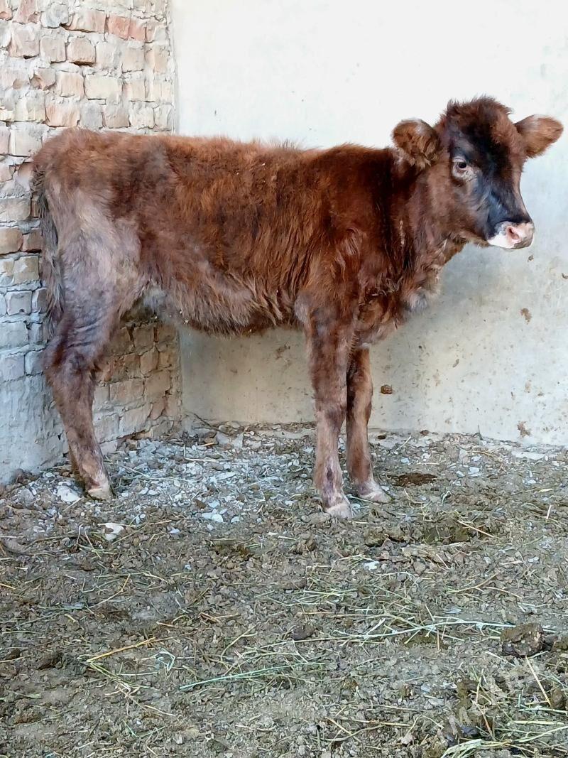 2 okuzce 1tuwe - Бахарден - img 4