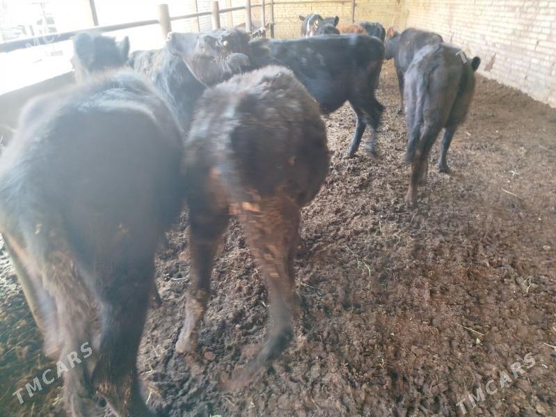 unajynlar - Türkmenabat - img 2