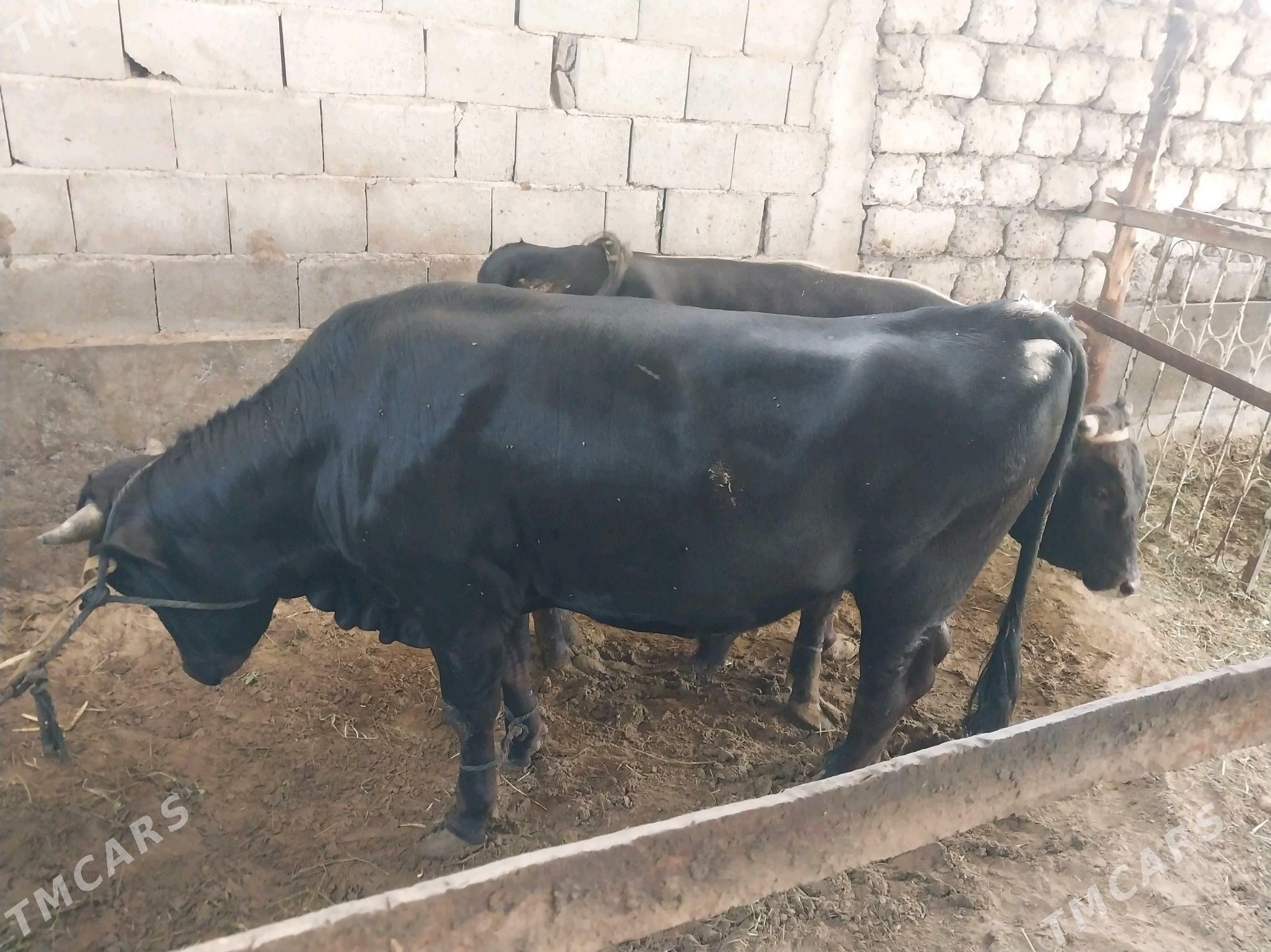 bakylan okuz - Gökdepe - img 2