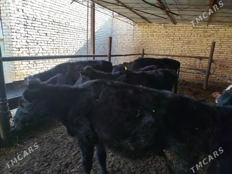 unajynlar - Türkmenabat - img 4