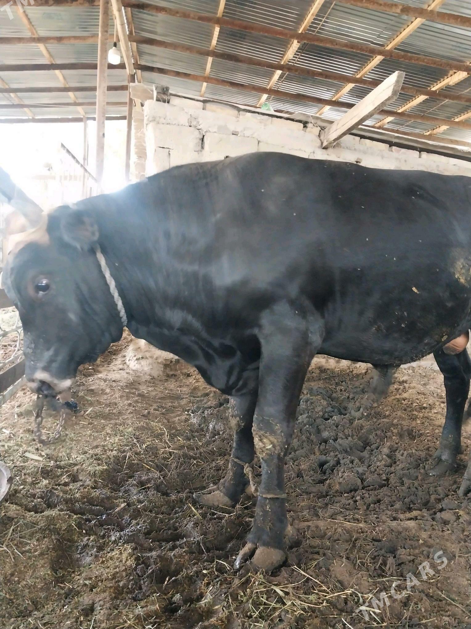 bakylan okuz - Gökdepe - img 3