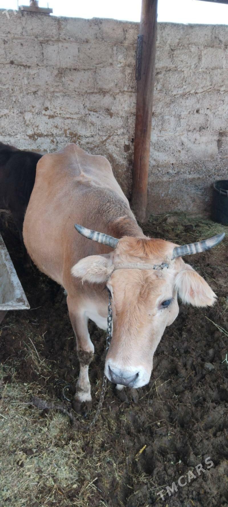 bakylan sygyr we okuz - Änew - img 9