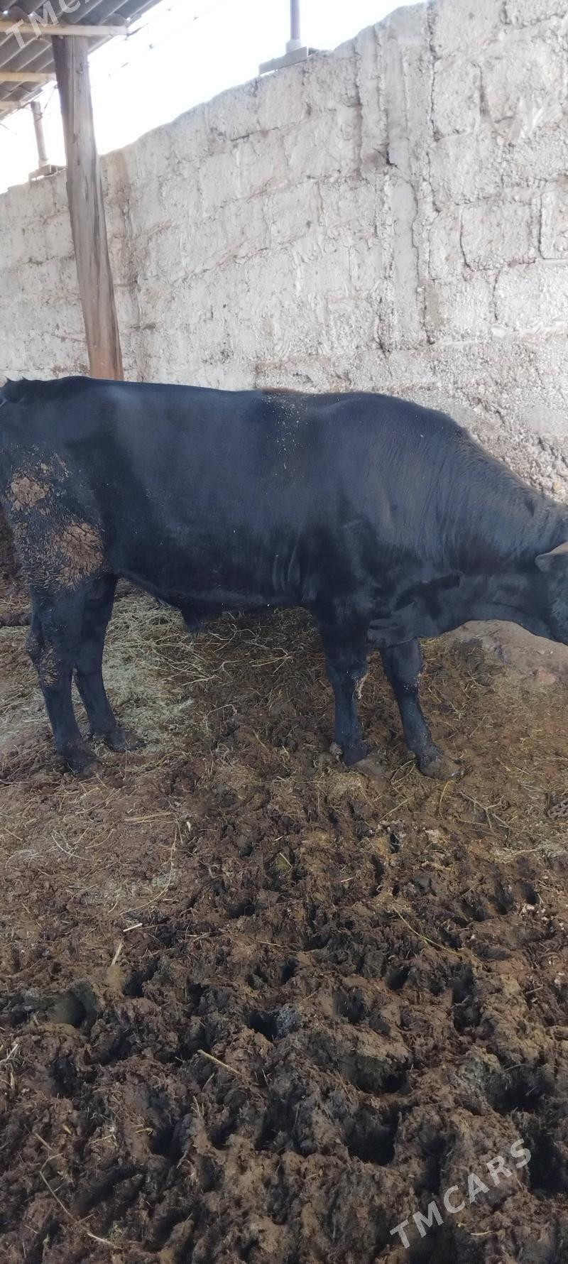 bakylan sygyr we okuz - Änew - img 1