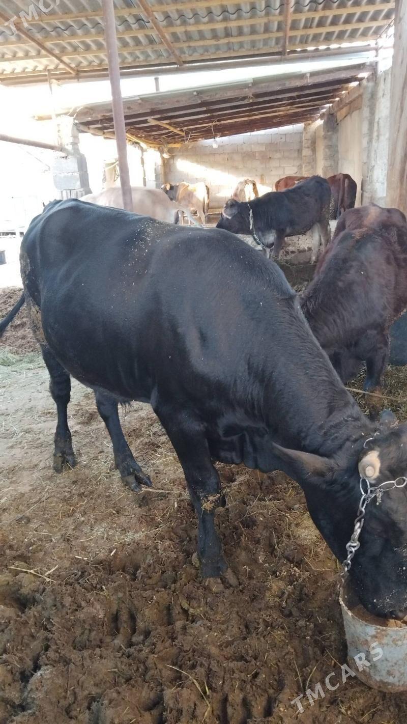 bakylan sygyr we okuz - Änew - img 2