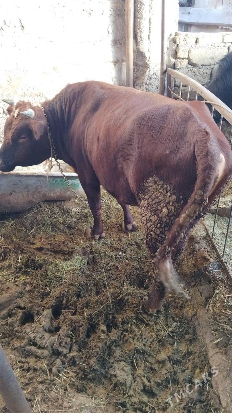 bakylan sygyr we okuz - Änew - img 7