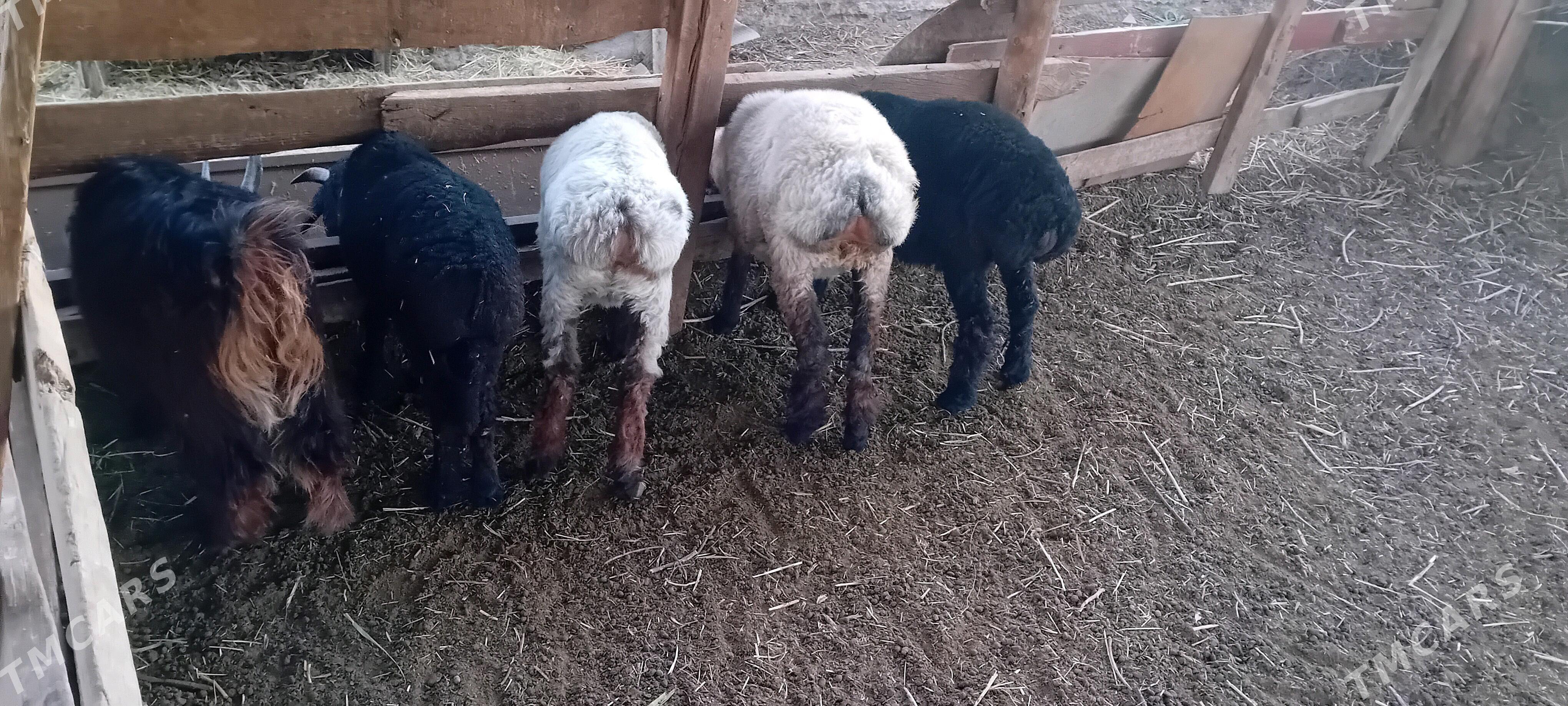 tokly  cewis - Murgap - img 2