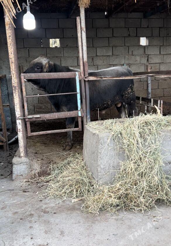 Arginal okuz - Ашхабад - img 2