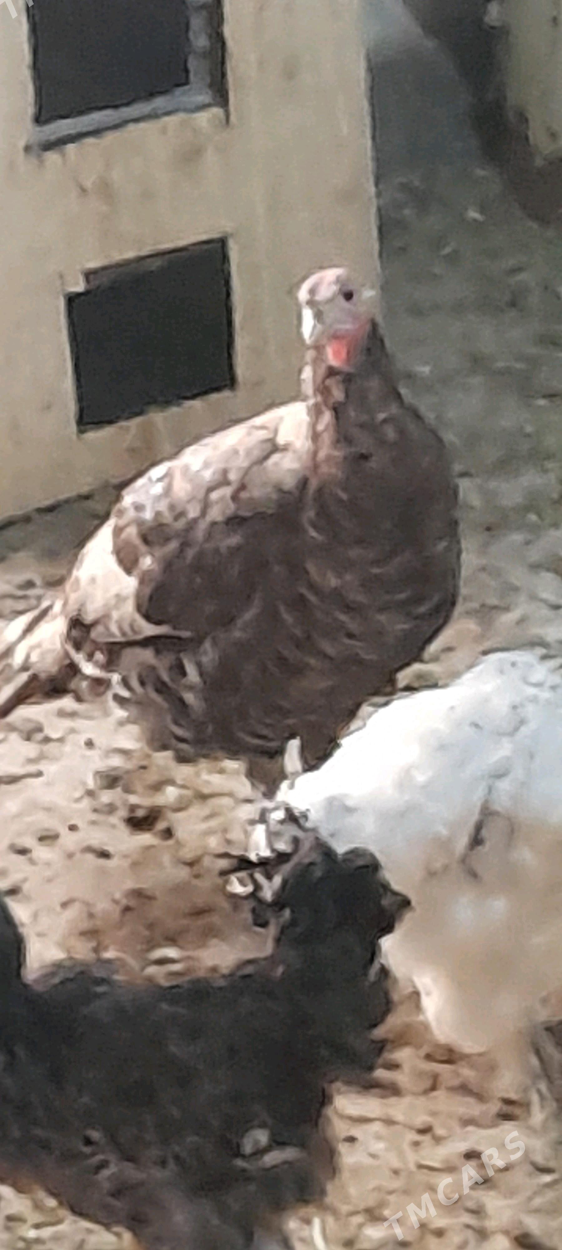 induk brama - Бахарден - img 1