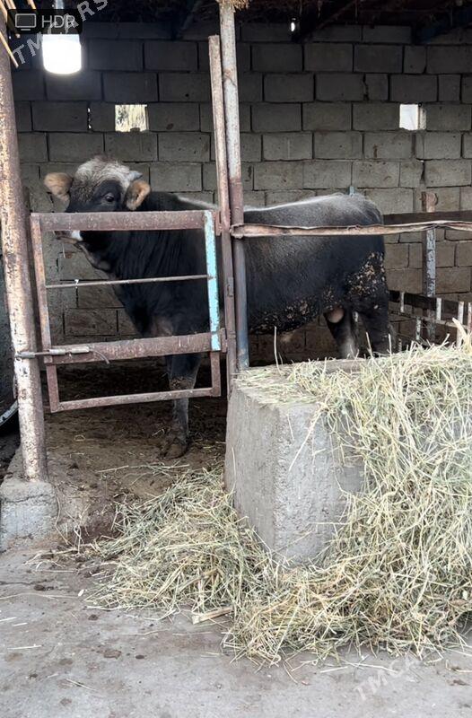 Arginal okuz - Ашхабад - img 1