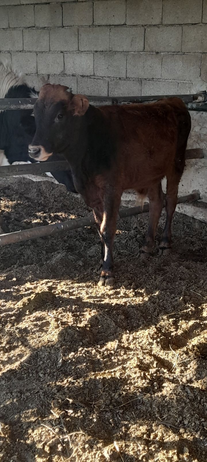 ökuz - Bagyr - img 5