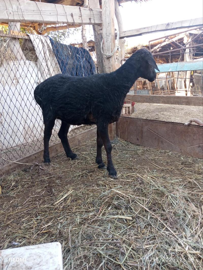 koy - Фарап - img 1