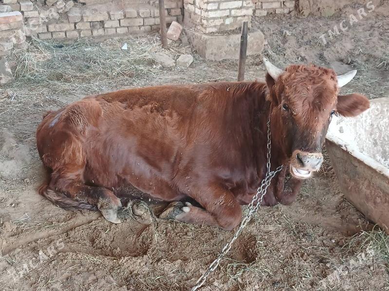 bakylan okuz - Сакарчага - img 1