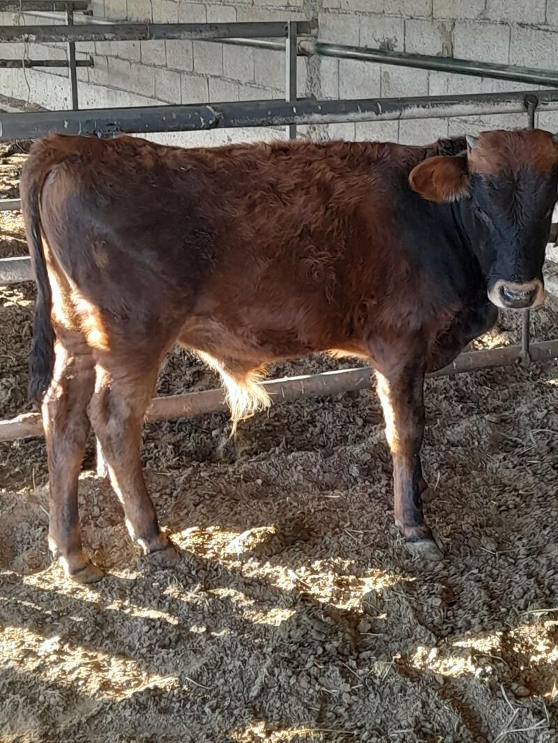 ökuz - Bagyr - img 6