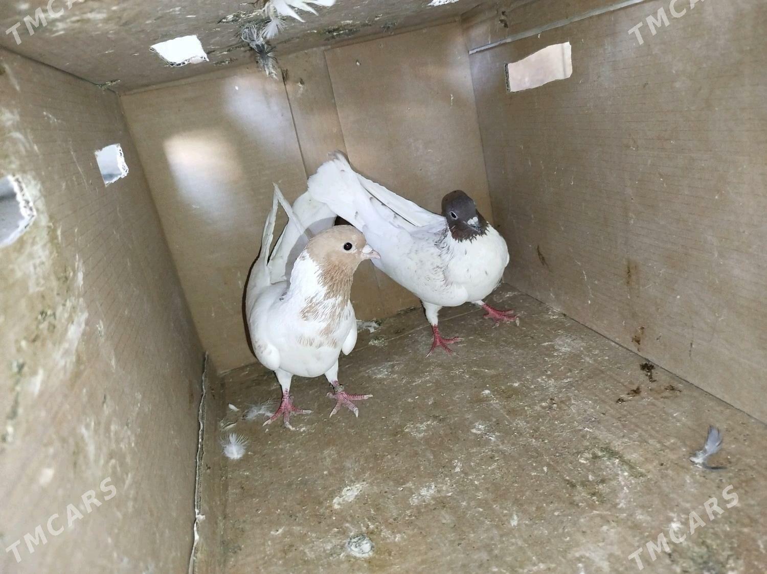 Kepderi - ул. Подвойского (Битарап Туркменистан шаёлы) - img 2