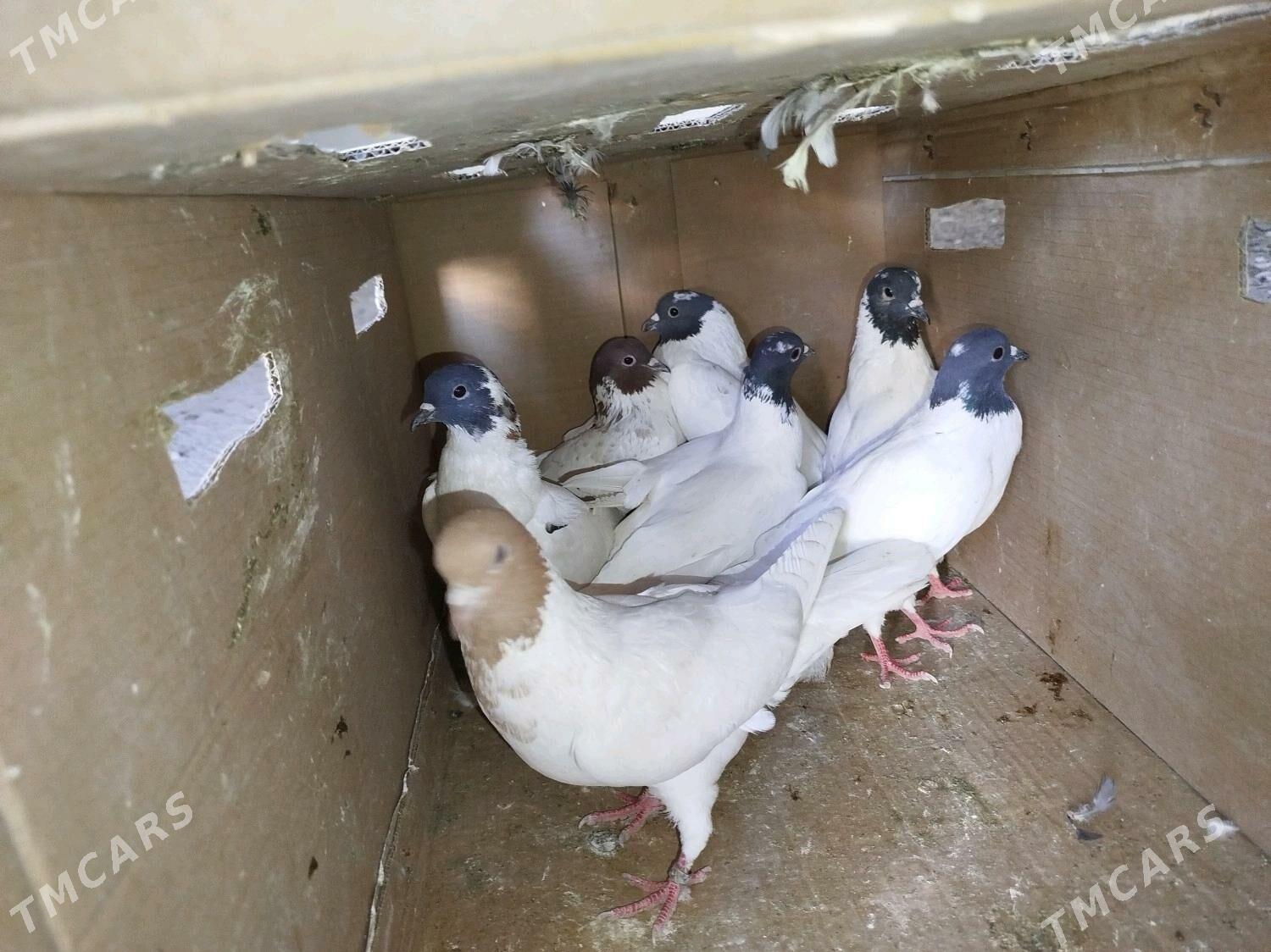 Kepderi - ул. Подвойского (Битарап Туркменистан шаёлы) - img 1