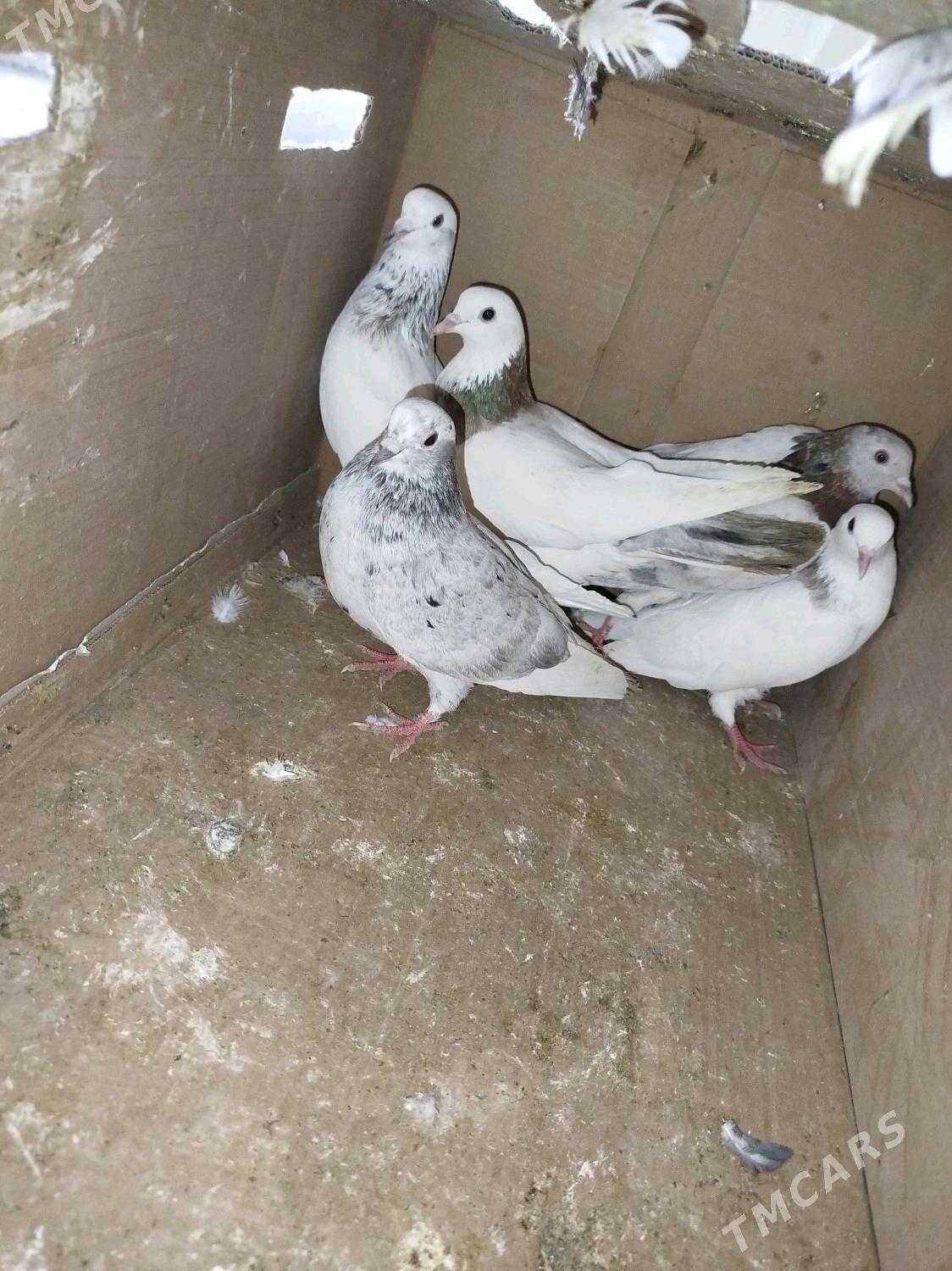 Kepderi - ул. Подвойского (Битарап Туркменистан шаёлы) - img 4