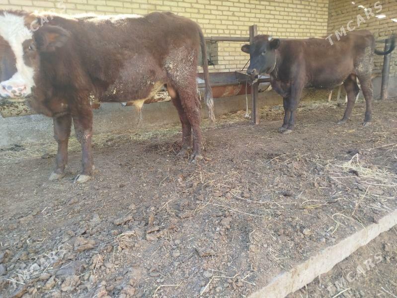 okuz - Туркменабат - img 1