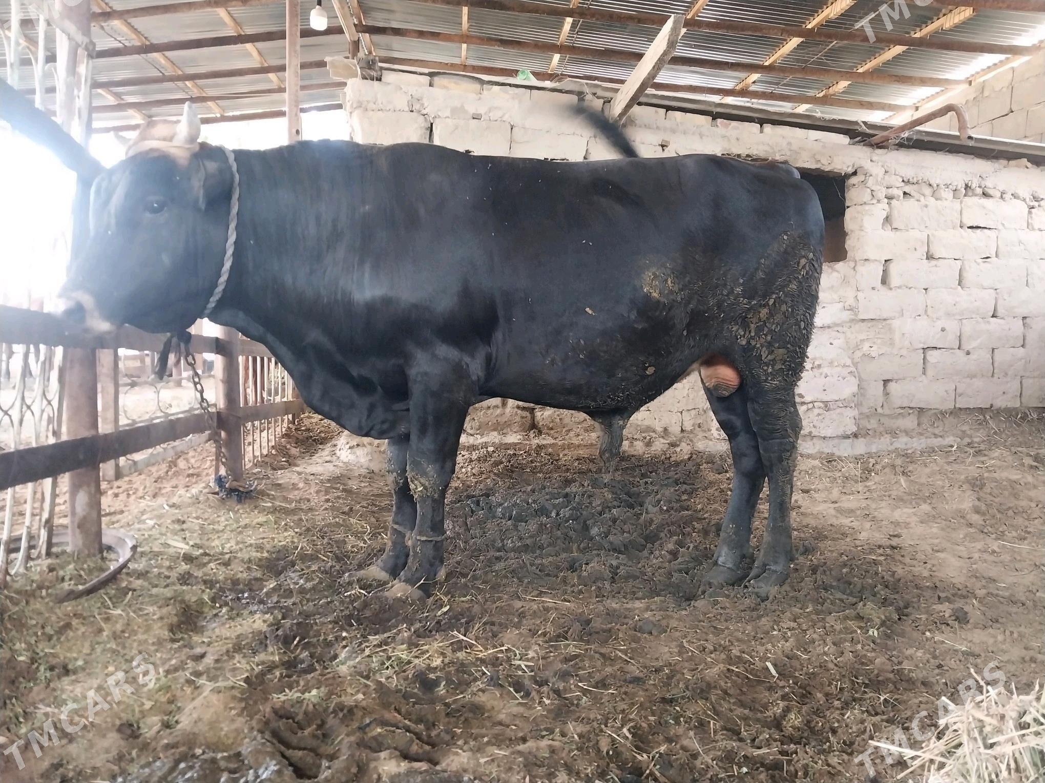 bakylan okuz - Gökdepe - img 4