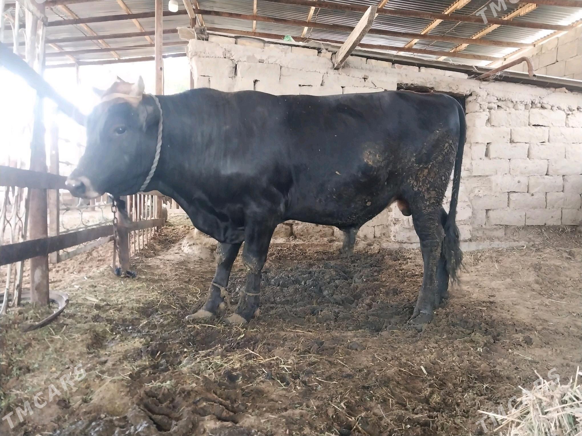 bakylan okuz - Gökdepe - img 5