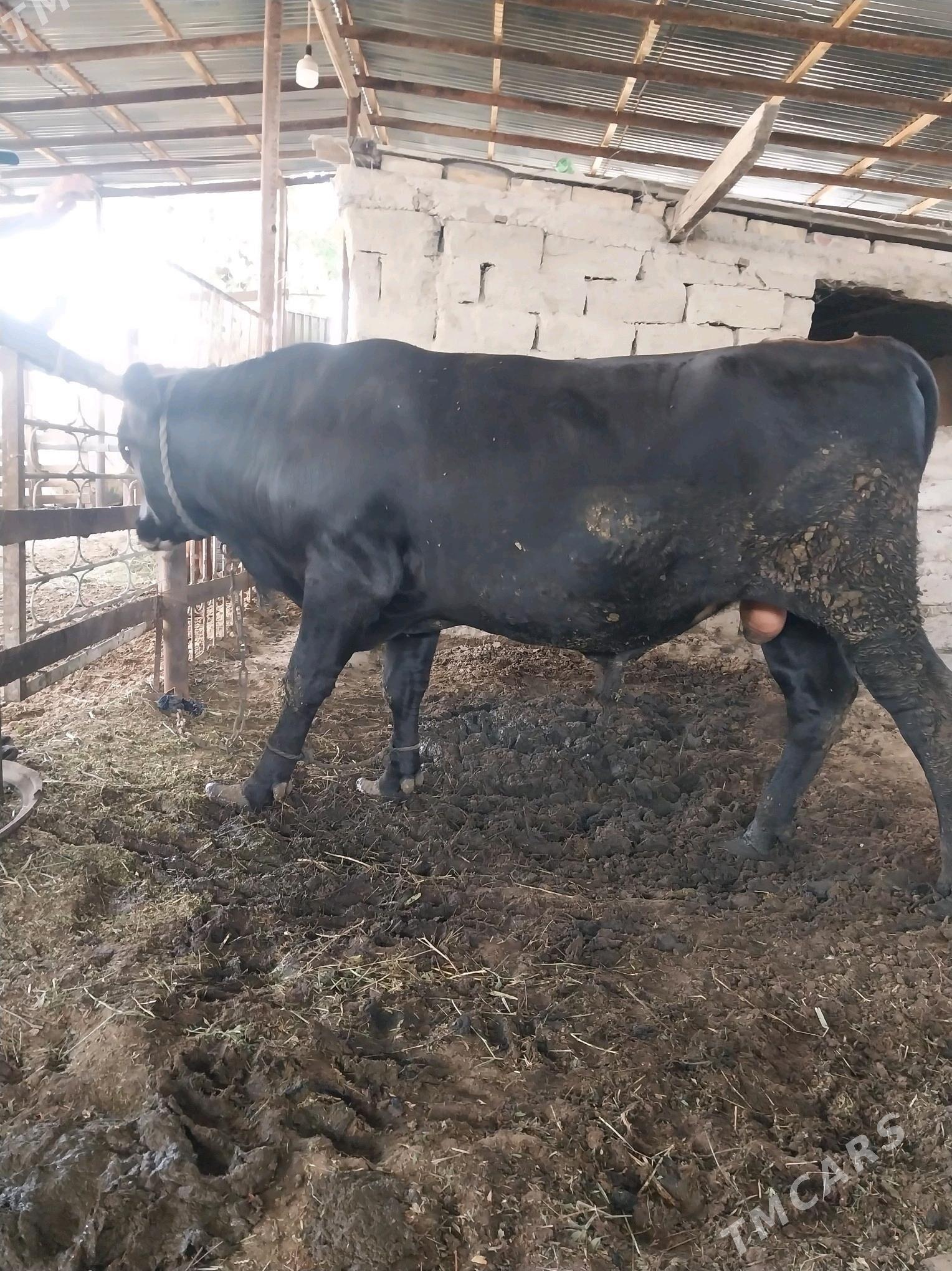 bakylan okuz - Gökdepe - img 6