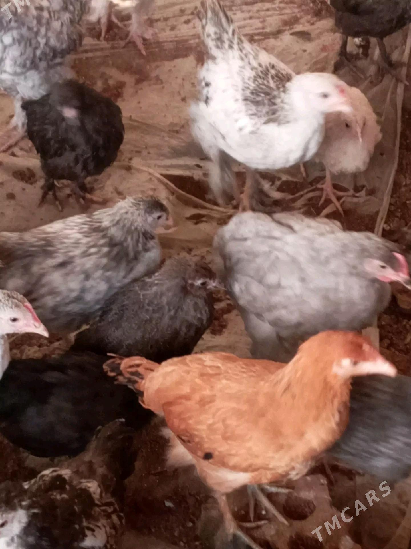 towuk jüýjeler - Сакарчага - img 2