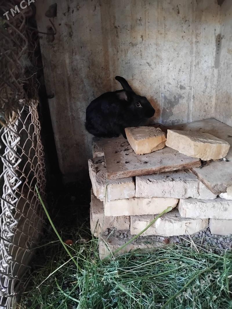 towsan - Çärjew - img 1