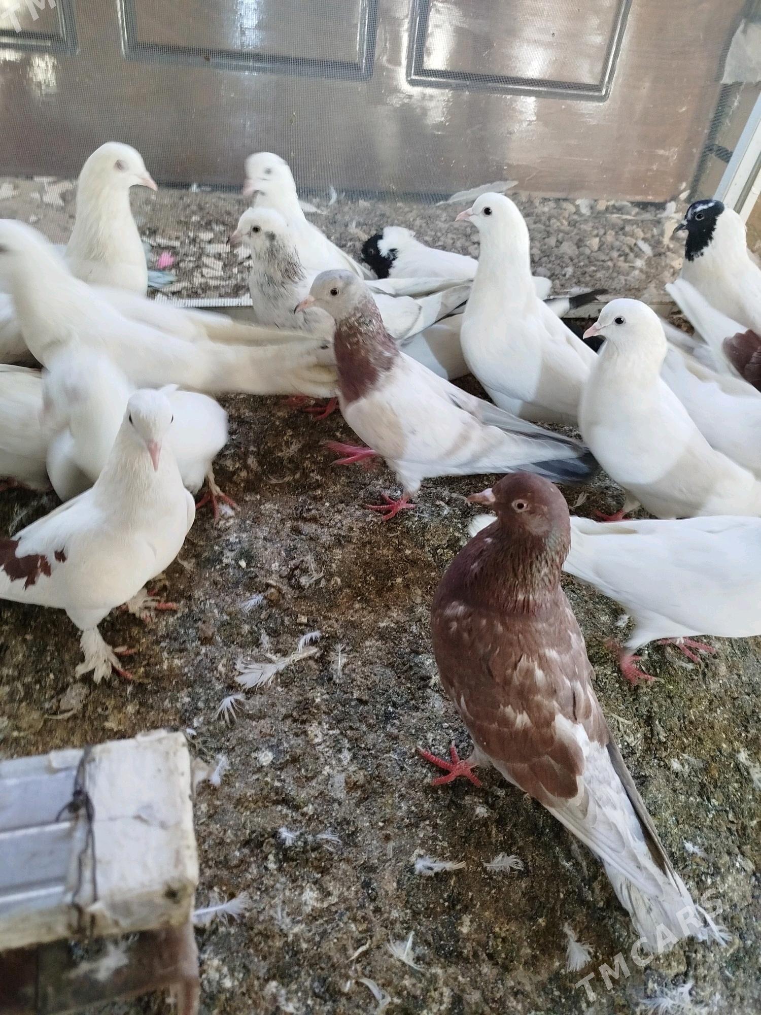 Kepderi - ул. Подвойского (Битарап Туркменистан шаёлы) - img 9